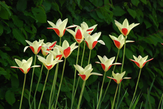 525947 (a): :1613x1080